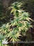 Durban Poison fem - семена конопли от Dutch Passion