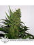 Durga Mata fem - семена конопли от Paradise Seeds