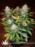 Durga Mata fem - семена конопли от Paradise Seeds