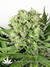 Dutch Cheese fem - семена конопли от Dutch Passion