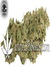 Dutch Cheese fem - семена конопли от Dutch Passion