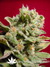 Paradise Seeds / Dutch Dragon - семена конопли от Paradise Seeds