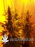 Paradise Seeds / Dutch Dragon - семена конопли от Paradise Seeds