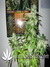 Paradise Seeds / Dutch Dragon - семена конопли от Paradise Seeds