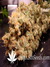Paradise Seeds / Dutch Dragon - семена конопли от Paradise Seeds