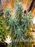 Paradise Seeds / Dutch Dragon - семена конопли от Paradise Seeds