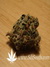 Paradise Seeds / Dutch Dragon - семена конопли от Paradise Seeds