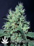 Paradise Seeds / Dutch Dragon - семена конопли от Paradise Seeds