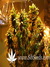 Paradise Seeds / Dutch Dragon - семена конопли от Paradise Seeds