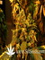 Paradise Seeds / Dutch Dragon - семена конопли от Paradise Seeds