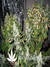 Paradise Seeds / Dutch Dragon - семена конопли от Paradise Seeds