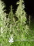 Easy Sativa fem - феминизированные семена конопли от Female Seeds