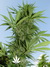 Easy Sativa fem - феминизированные семена конопли от Female Seeds