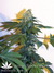 Mandala Seeds / Ganesh - семена конопли от Mandala Seeds