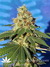 Mandala Seeds / Ganesh - семена конопли от Mandala Seeds