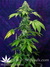 Mandala Seeds / Ganesh - семена конопли от Mandala Seeds