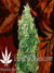 Mandala Seeds / Ganesh - семена конопли от Mandala Seeds