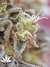Mandala Seeds / Ganesh - семена конопли от Mandala Seeds