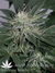 Mandala Seeds / Ganesh - семена конопли от Mandala Seeds