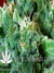 Mandala Seeds / Ganesh - семена конопли от Mandala Seeds
