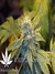 Mandala Seeds / Ganesh - семена конопли от Mandala Seeds