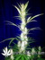 Auto Girl Scout Cookies fem - автоцветущие феминизированные семена конопли от Fast Buds