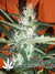 Auto Girl Scout Cookies fem - автоцветущие феминизированные семена конопли от Fast Buds
