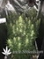 Auto Girl Scout Cookies fem - автоцветущие феминизированные семена конопли от Fast Buds