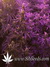 Auto Girl Scout Cookies fem - автоцветущие феминизированные семена конопли от Fast Buds