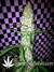 Auto Girl Scout Cookies fem - автоцветущие феминизированные семена конопли от Fast Buds