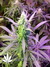 Auto Girl Scout Cookies fem - автоцветущие феминизированные семена конопли от Fast Buds