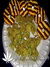 Auto Girl Scout Cookies fem - автоцветущие феминизированные семена конопли от Fast Buds