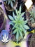 Auto Gorilla Glue fem - автоцветущие феминизированные семена конопли от Fast Buds