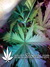 Auto Gorilla Glue fem - автоцветущие феминизированные семена конопли от Fast Buds