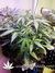 Auto Gorilla Glue fem - автоцветущие феминизированные семена конопли от Fast Buds