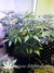 Auto Gorilla Glue fem - автоцветущие феминизированные семена конопли от Fast Buds