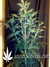 Auto Gorilla Glue fem - автоцветущие феминизированные семена конопли от Fast Buds