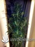 Auto Gorilla Glue fem - автоцветущие феминизированные семена конопли от Fast Buds