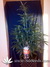 Auto Gorilla Glue fem - автоцветущие феминизированные семена конопли от Fast Buds