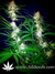 Auto Gorilla Glue fem - автоцветущие феминизированные семена конопли от Fast Buds