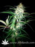 Auto Gorilla Glue fem - автоцветущие феминизированные семена конопли от Fast Buds