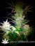 Auto Gorilla Glue fem - автоцветущие феминизированные семена конопли от Fast Buds