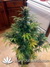 Auto Gorilla Glue fem - автоцветущие феминизированные семена конопли от Fast Buds