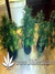 Auto Gorilla Glue fem - автоцветущие феминизированные семена конопли от Fast Buds