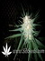 Auto Gorilla Glue fem - автоцветущие феминизированные семена конопли от Fast Buds