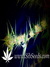 Auto Gorilla Glue fem - автоцветущие феминизированные семена конопли от Fast Buds