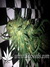 Auto Gorilla Glue fem - автоцветущие феминизированные семена конопли от Fast Buds