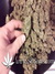 Auto Gorilla Glue fem - автоцветущие феминизированные семена конопли от Fast Buds
