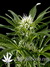 Great White Shark fem - семена конопли от Green House Seeds