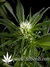 Great White Shark fem - семена конопли от Green House Seeds